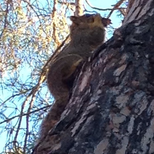 Busy #squirrel this morning outside Lighty @WSUPullman #WSU #GoCougs
