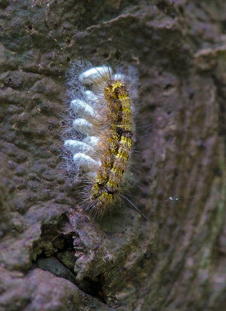 Parasitized Caterpillar
