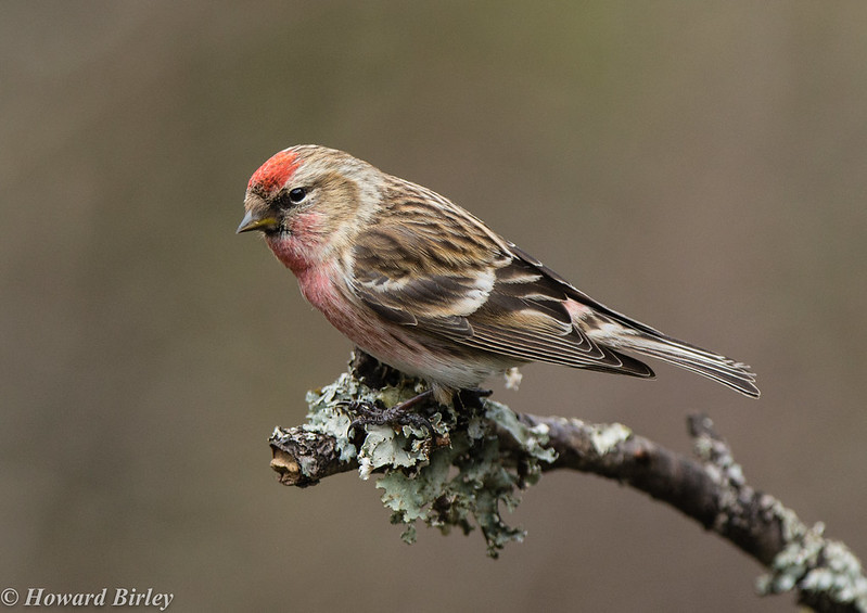 Lesser Redpoll