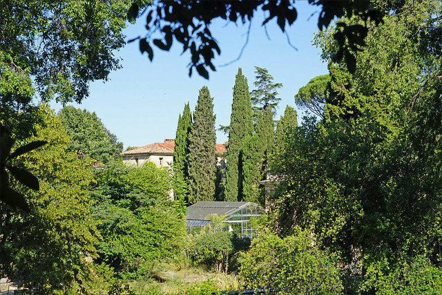 Le jardin des plantes (Montpellier)