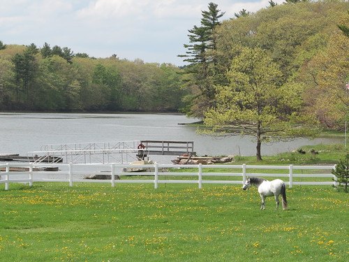 IMG_5542.JPG by drownedvalley, horses river unitedstates newhampshire fences pasture ponies dover sorpresa bellamy pasofino sopi dv