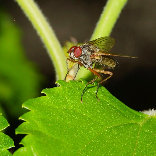 134/365: Fly on Mulberry Leaf [Explored] | by Stephen Little
