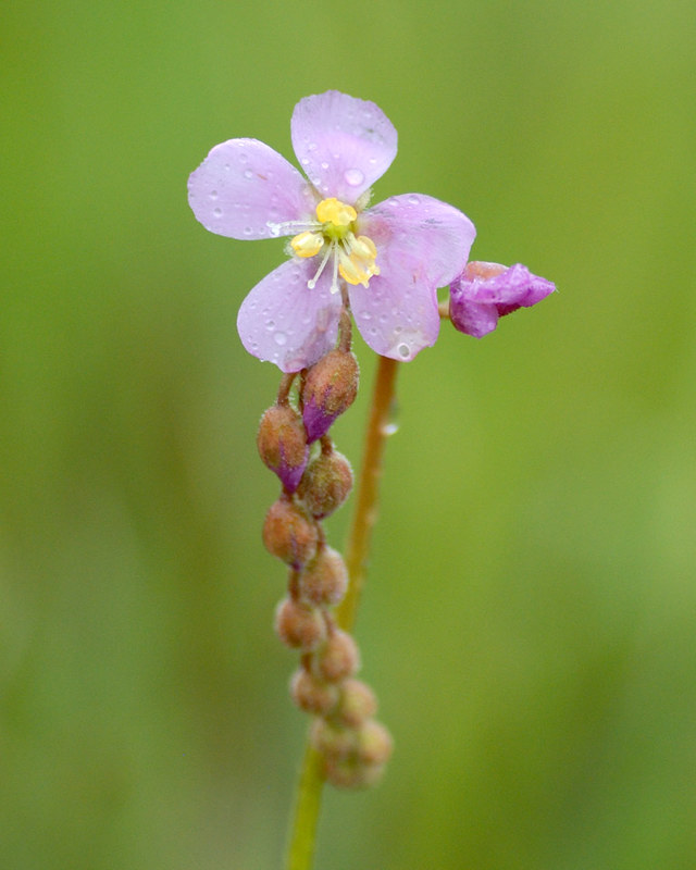 Splinter Pitcher Splinter Hill Pitcher Plant Bog | Flickr