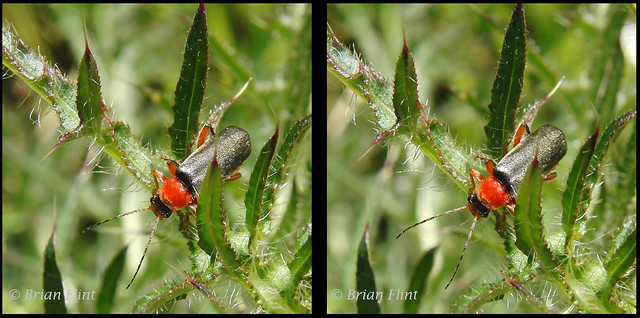 Beetle in the Thistle - 3d crossview