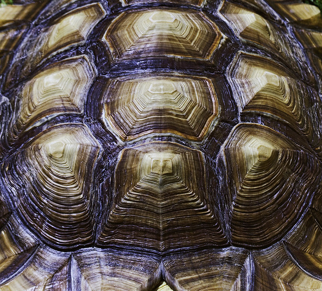 Tortoise Shell Abstract