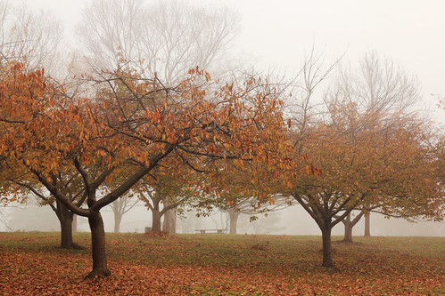 park autumn mist tree fall fog newjersey day foliage rahway rahwayriverpark