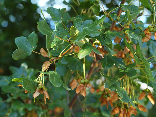 Acer monspessulanum L. - Montpellier Maple