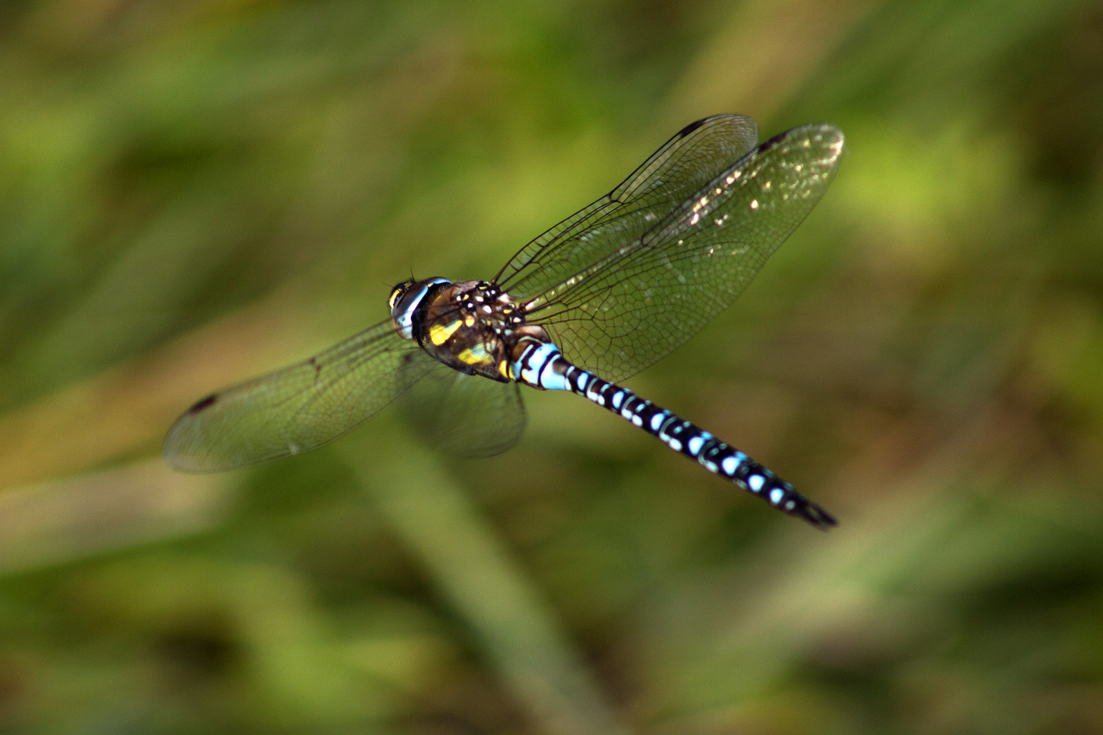dragonfly in flight
