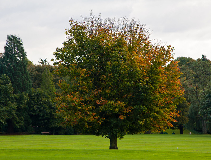 Autumn horse chestnut, Upper Green