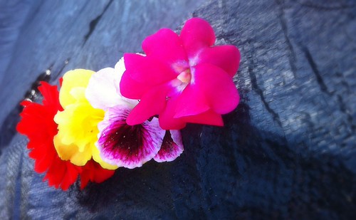 Flowers- Colour | by bballpaska@rogers.com