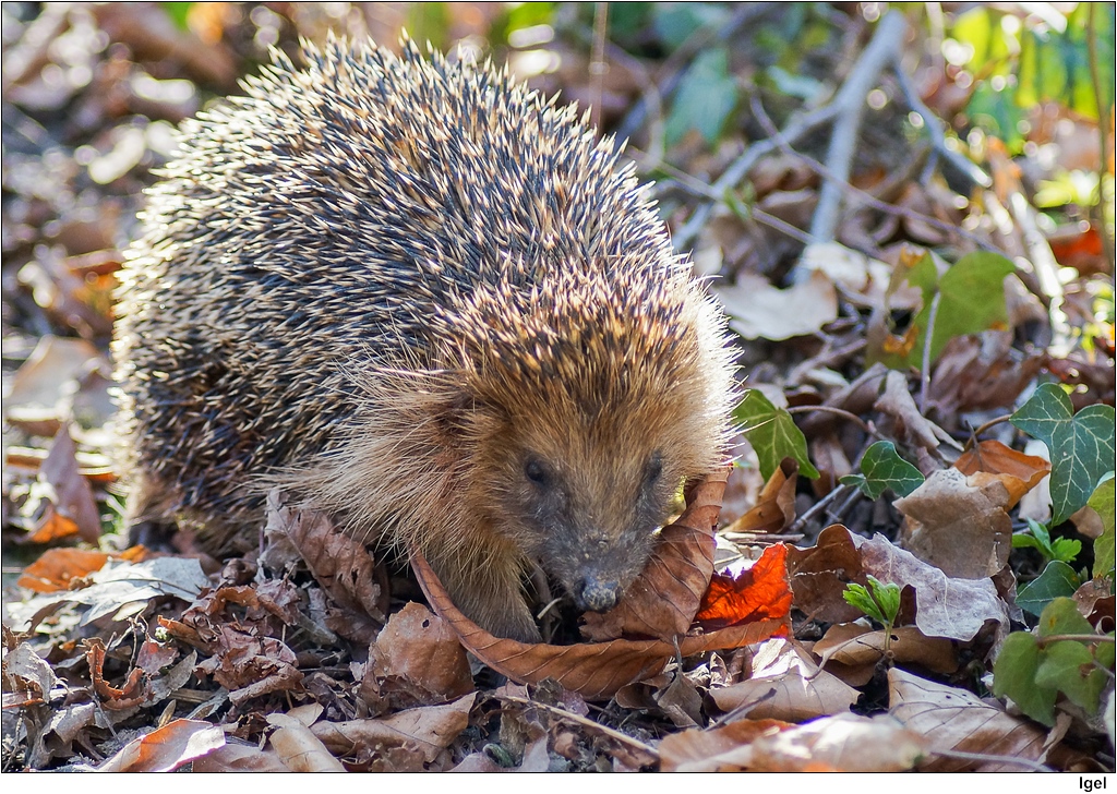 Igel nach dem Winterschlaf / Hedgehog after the hibernatio… | Flickr