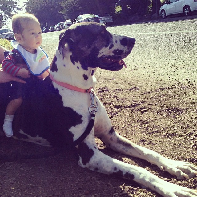 Billie, the Great Dane took a break after a long walk with his passenger, Jasper #greatdane #dogs #pets #dogsofinstagram #preemie #babyje #babyboy #34weeks #5months