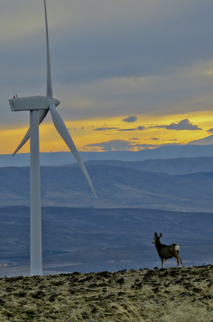 Deer at the Wild Horse Wind and Solar facility