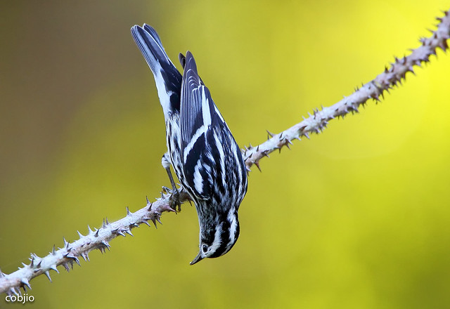 4277 - Mniotilta varia - Black-and-white Warbler - Pegapalo