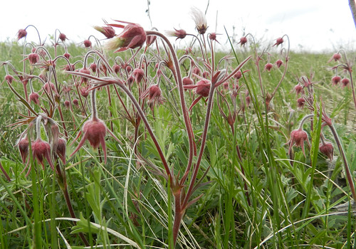 Prairie Coteau SNA