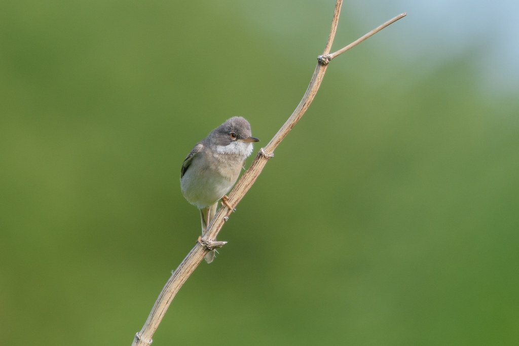 Whitethroat (2 of 4)