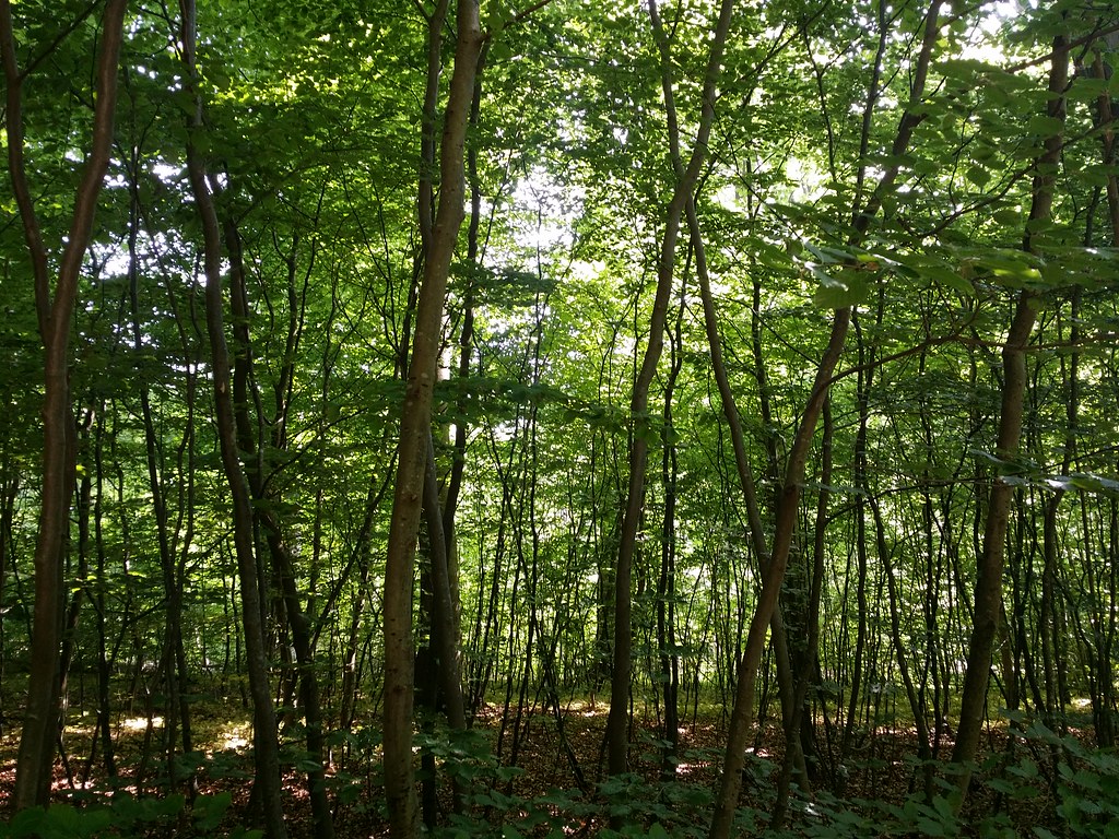 Woods near Marina 奧爾胡斯 Aarhus, 丹麥Denmark