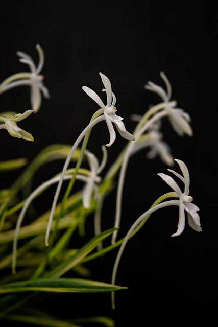 Japanese Orchid,Neofinetia falcata