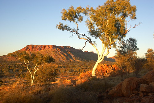 tree nature sunrise rocks desert australia alicesprings centralaustralia ghostgum westmacdonnellranges