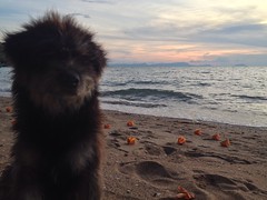Sandy the dog posing at sunset