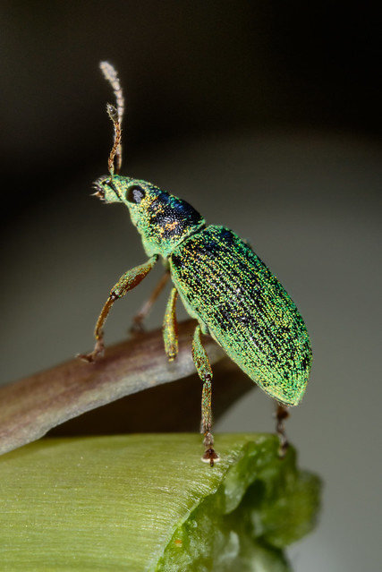 Green Immigrant Weevil
