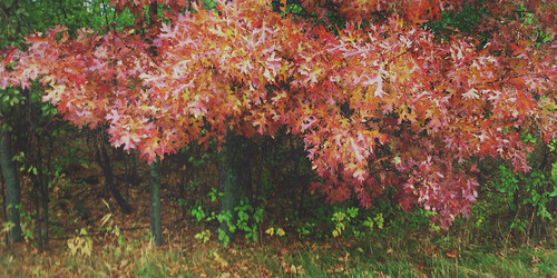 park county autumn trees fall colors field wisconsin landscape foliage oranges eauclaire iphone lowescreek vsco