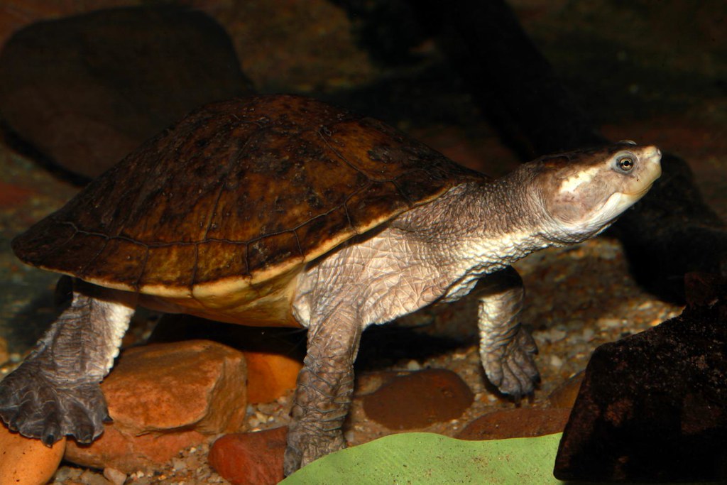 Yellow-faced Turtle (Emydura tanybaraga), Crocosaurus Cove… | Flickr