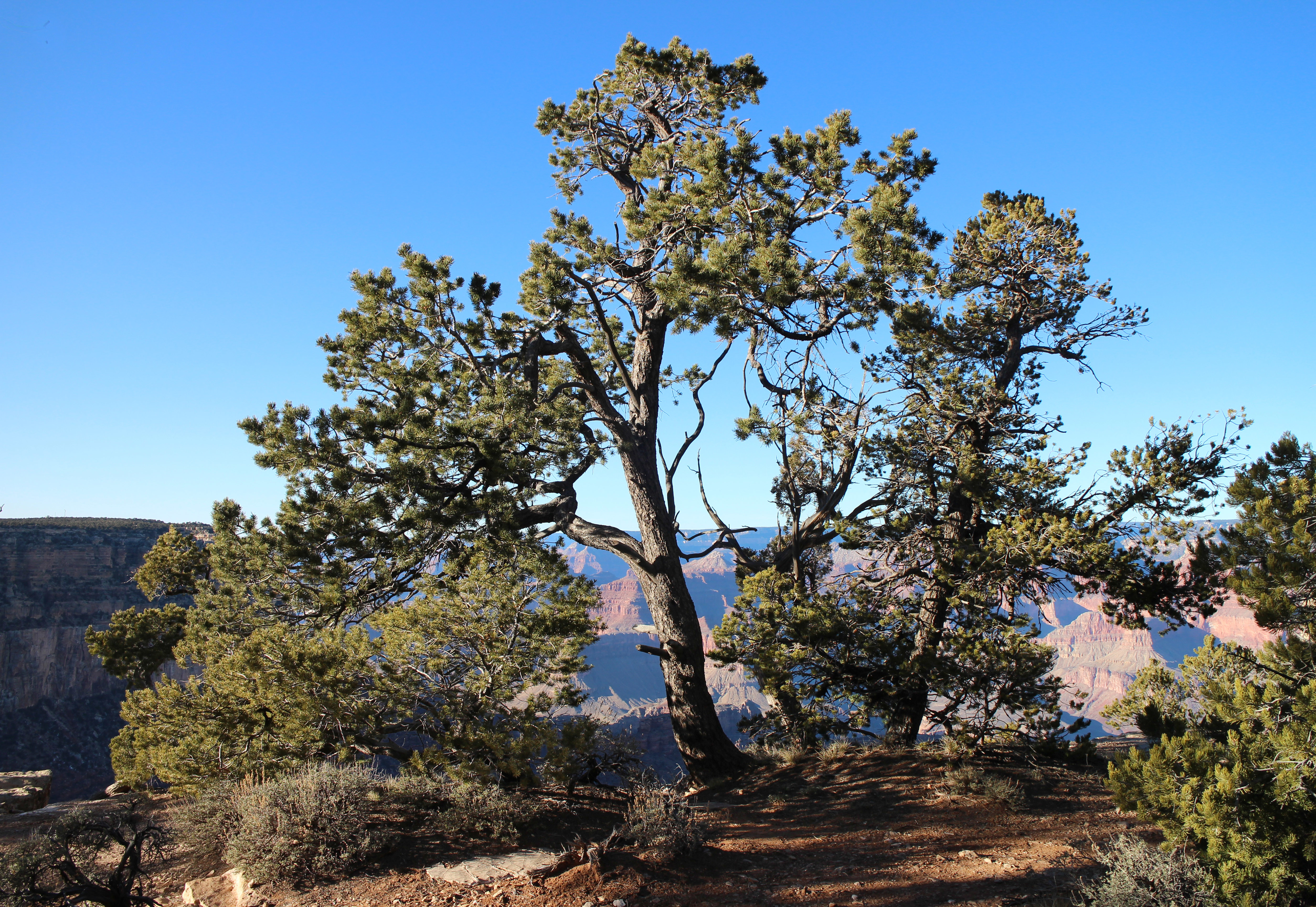 Pinyon Pines (Pinus edulis) along South Rim of Grand Canyon National Park 7941