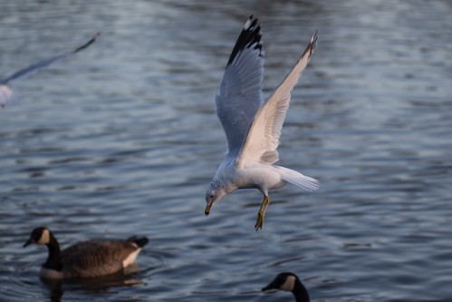 Landing at sea by JasonMK™, sunset allenpondpark canoneos650d karampatsos