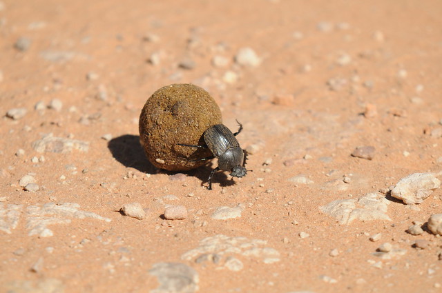 Dung Beetle rolling a big poo
