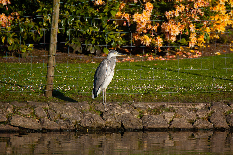 Young heron, West Park lake shore