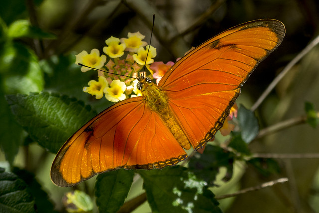 Julia Butterfly in my garden -EXPLORED-