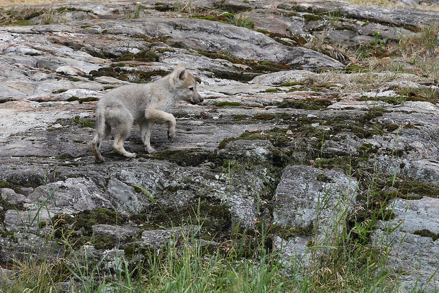 Loup blanc / artic wolf