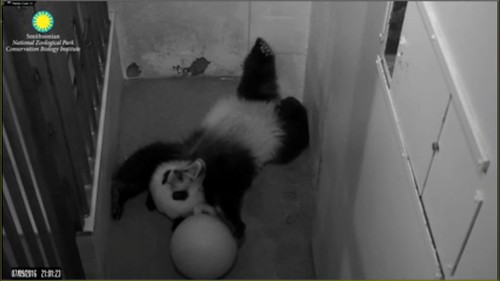 Big yawwwwn. Attribution: Smithsonian's National Zoo | by helenwoo555