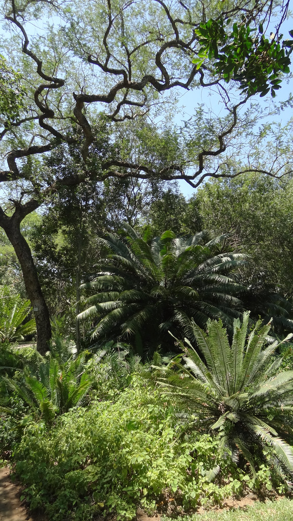 Scenic Trees, Lowveld National Botanical Garden, Nelspruit, South Africa