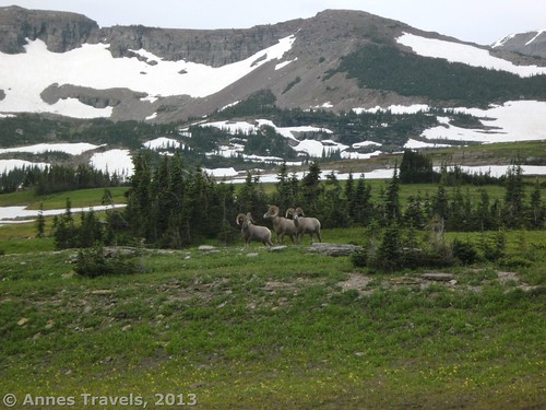 Bighorn sheep along the Hidden Lake Trail, Glacier National Park, Montana