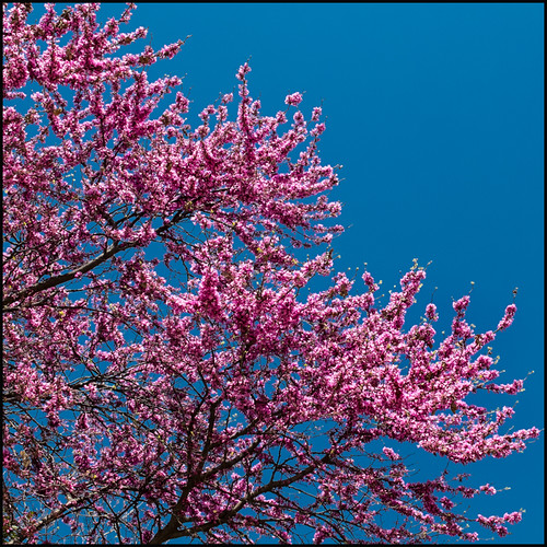 Colour Splash | by kmcdongorin