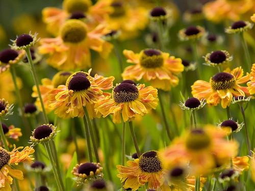 20071216-flowers backgrounds75 | by ChrisSor