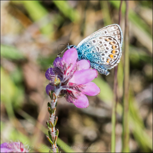 Silver Studded Blue (male)