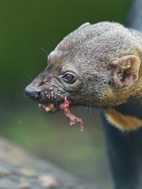 Tayra with meat