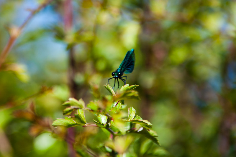 Beautiful demoiselle