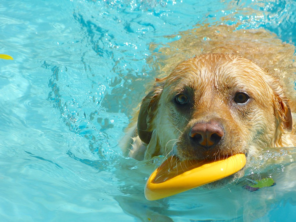 Willa at Templeton Pool | Dog Splash Days 2013 | bill mulder | Flickr