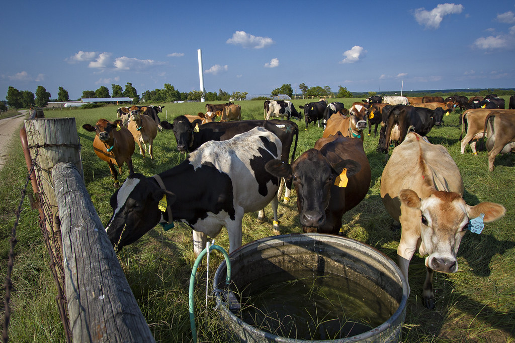 Cows Exploring cattle | Cows in research fields. Images by Kyle Spradley | … | Flickr