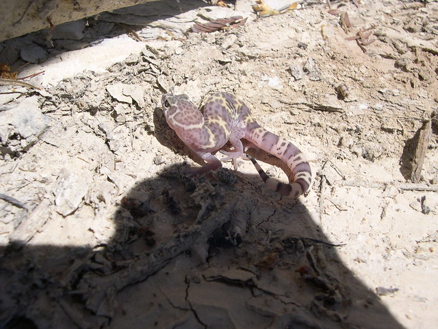 Gecko, Terlingua Creek