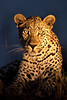 Image: Night Leopard
