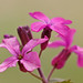 Flickr photo 'Lunaria annua BS040413-252' by: Sarah Gregg Lynkos.