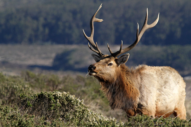 Tule (Bull) Elk
