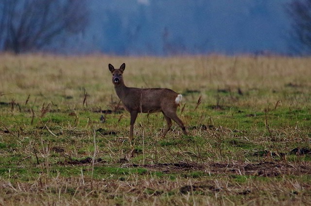 IMGP3714 Roe Deer, Burwell Fen, February 2015