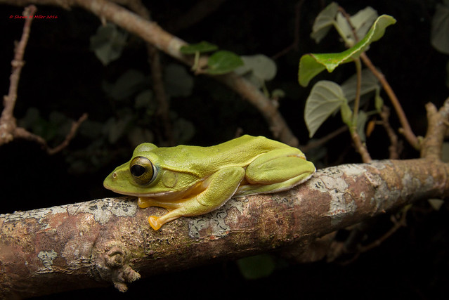 Okinawa Green Tree Frog - natural habitat