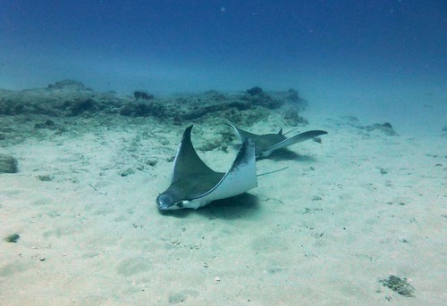Devil ray